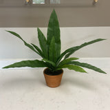Birds Nest Fern in Terracotta Planter