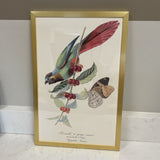 Parakeet on Coffee Bush Framed Art