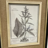 Pair of Uttermost Botanical Prints