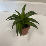 Small Plant in Planter