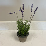 French Lavender in Pot