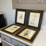 Set of 4 Shadow Catcher Botanicals