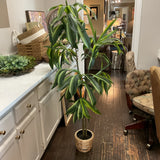 Banana Tree in Planter