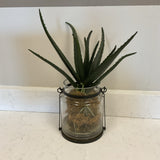Aloe Vera Plant in Glass Planter