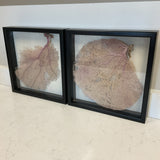 Pair of Coral Shadow Boxes