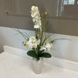 Orchid in Pot