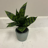 Potted Greenery (R)