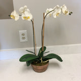 Orchid Arrangement