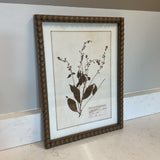 Botanical Framed Print