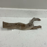 Branch