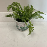 Fern In Planter