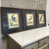 Set of 3 Exotic Bird Prints