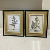 Pair of Uttermost Botanical Prints