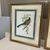 Set of 4 John Gould Bird Prints