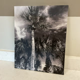 Black and White Palm Tree Canvas