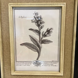 Pair of Uttermost Botanical Prints