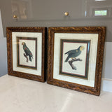 Pair of Parrot Prints