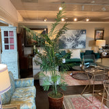 Tall Palm Tree