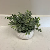 Eucalyptus in  Planter