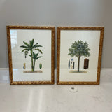 Pair of Chelsea House Tree Art