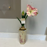 Amaryllis In Planter