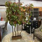 Planter with 4 Ficus Trees