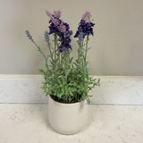 Lavendar in Planter