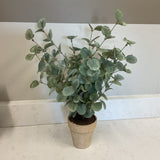 Eucalyptus in Pot
