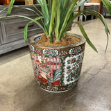Large Orchid in Oriental Planter