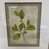 Pair of Uttermost Botanical Prints