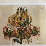 Set of 4 Botanical Prints