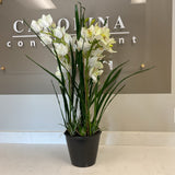 Tall Orchid in Planter