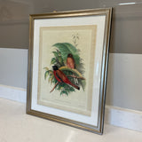 Bird Print by J.Gould and H.C.Richter