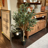 Green Olive Tree
