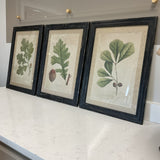 Set of 3 Napa Home & Garden Botanical Prints