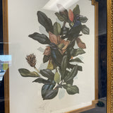 Magnolia Boat Tailed Grackles Art