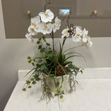 Orchid Arrangement