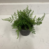 Small Fern in Black Pot