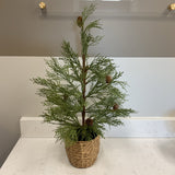 Small Pine Tree in Basket