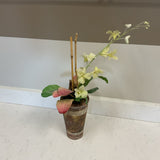 Orchid Arrangement