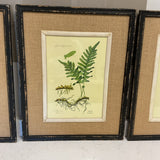 Set of 3 Fern Prints