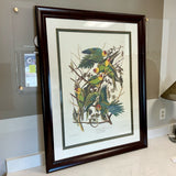 Limited Edition Carolina Parrot Print