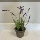 Lavender in Planter