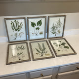 Set of 6 Botanical Prints