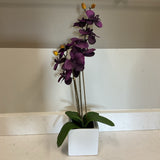 Purple Orchid