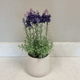 Lavender in Planter