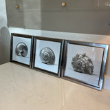 Set of 3 Shell Prints