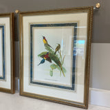 Set of 4 John Gould Bird Prints