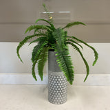 Fern in Aluminum Planter