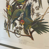 Limited Edition Carolina Parrot Print